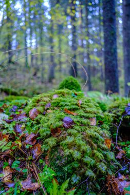 Ormanda güneşli bir sonbahar günü ağaçlarda az sayıda yaprak ve yaprakların dallarında altın rengi güneş parlıyor.