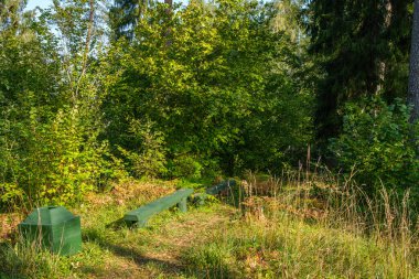 Ormanda güneşli bir sonbahar günü ağaçlarda az sayıda yaprak ve yaprakların dallarında altın rengi güneş parlıyor.