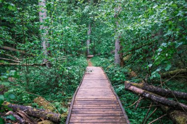 Yazın yeşil parktaki turizm yolunda çakıl, ahşap raylar ve ağaçlar var. Doğada rahatlama