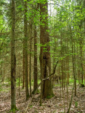 Yeşil yapraklı yeşil yaz ormanı ve yeşil yapraklı yosun kaplı taşlar.