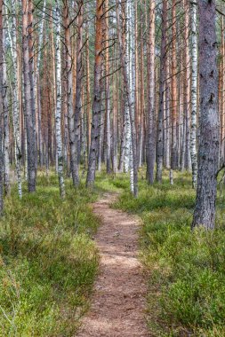 Yazın yeşil parktaki turizm yolunda çakıl, ahşap raylar ve ağaçlar var. Doğada rahatlama