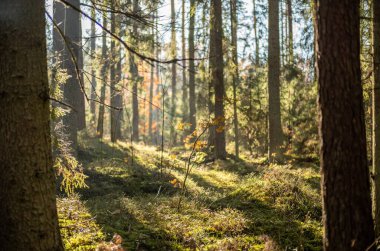 Sarı uyarı, eski orman parkında sonbahar günü altın yapraklar ve karanlık zemin ile