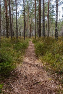 Yazın yeşil parktaki turizm yolunda çakıl, ahşap raylar ve ağaçlar var. Doğada rahatlama