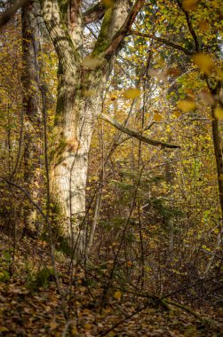 Sarı uyarı, eski orman parkında sonbahar günü altın yapraklar ve karanlık zemin ile