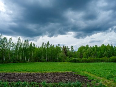 Kırsal alanlarda ve yaz aylarında yeşil yapraklar ve sarı çiçeklerle dağılmış yaz bulutları.