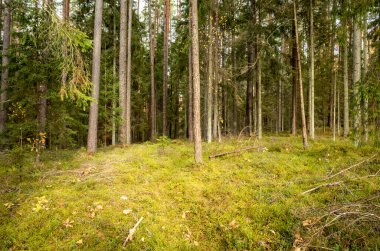 Sarı uyarı, eski orman parkında sonbahar günü altın yapraklar ve karanlık zemin ile