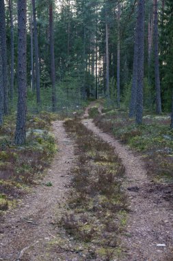 Yazın yeşil parktaki turizm yolunda çakıl, ahşap raylar ve ağaçlar var. Doğada rahatlama
