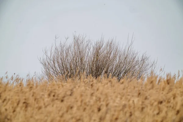 Dry Bents Sea Shore Late Winter Bleak Tones Dark Mood — Foto de Stock