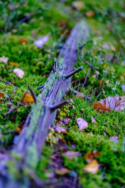 Jour Automne Ensoleillé Humide Dans Forêt Avec Peu Feuilles Sur — Photo