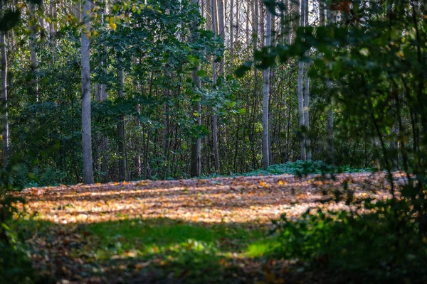 Mokrý Slunečný Podzimní Den Lese Několika Listy Stromech Sluncem Svítí — Stock fotografie