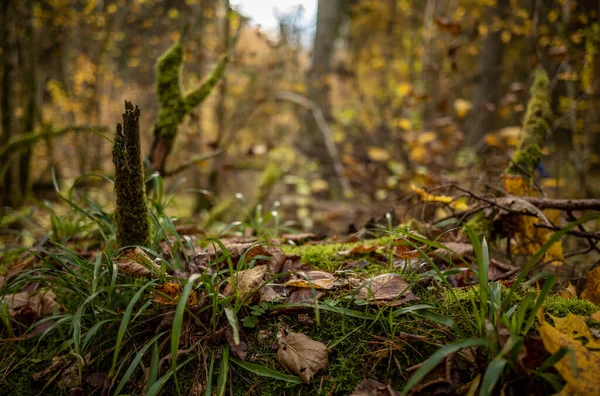 Gele Herfstdag Oud Bospark Met Gouden Bladeren Donkere Grond — Stockfoto