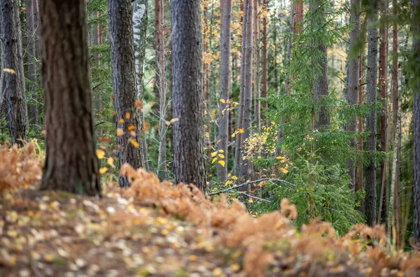 Желтый Предупреждает Осенний День Старом Лесопарке Золотыми Листьями Темной Землей — стоковое фото