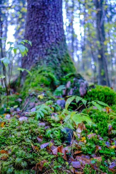 Jour Automne Ensoleillé Humide Dans Forêt Avec Peu Feuilles Sur — Photo