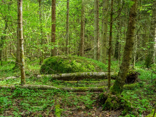 Verde Foresta Estiva Con Foglie Umide Muschio Coperto Pietre Con — Foto Stock