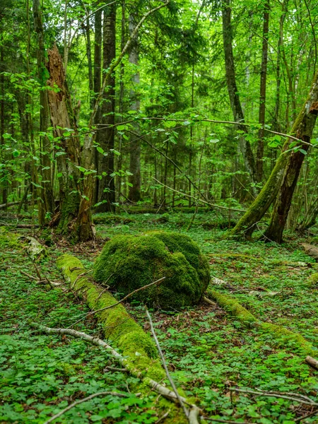 Verde Foresta Estiva Con Foglie Umide Muschio Coperto Pietre Con — Foto Stock