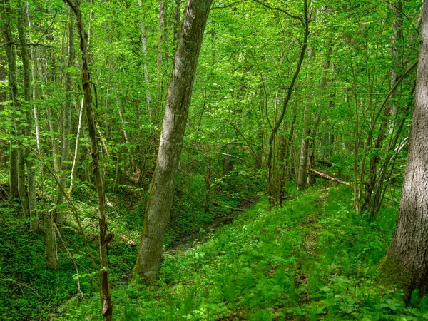 Forêt Verte Été Avec Des Feuilles Humides Des Pierres Recouvertes — Photo