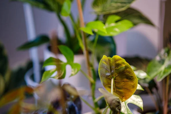 Decorative Plant Details Growing Apartment White Interior Window —  Fotos de Stock