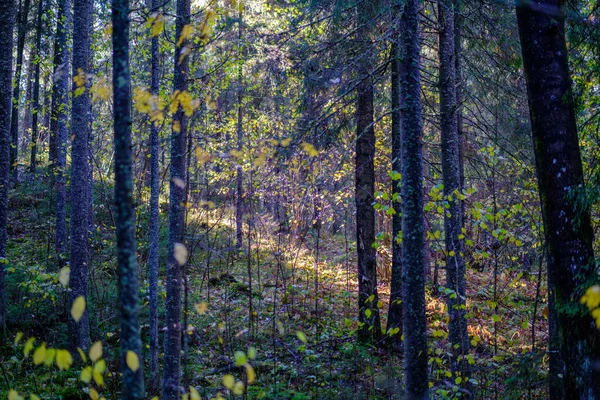 Υγρή Ηλιόλουστη Ημέρα Του Φθινοπώρου Στο Δάσος Λίγα Φύλλα Στα — Φωτογραφία Αρχείου