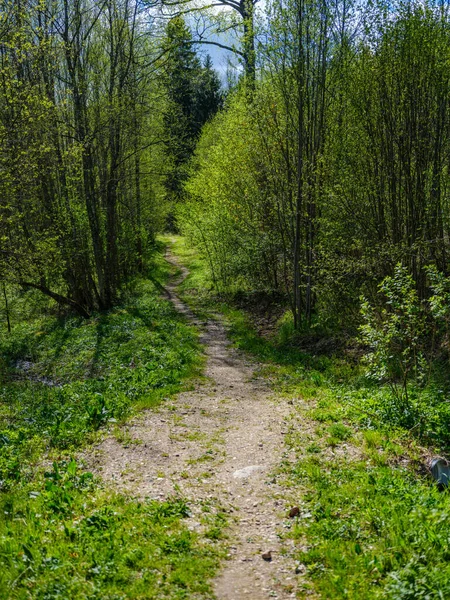 tourism pathway in the summer green park with gravel, wooden rails and trees. relaxation in nature