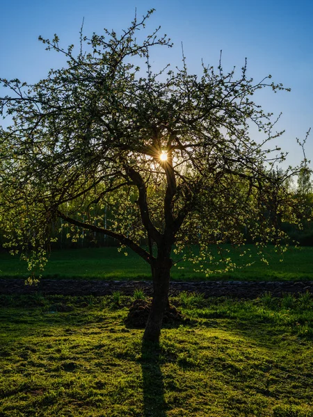 Kolorowy Wieczór Wiejskim Ogrodzie Mokrymi Liśćmi Promieniami Słońca Wiosenny Zachód — Zdjęcie stockowe