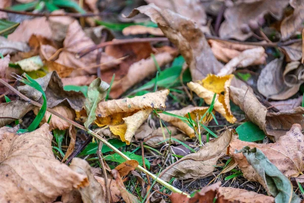 Árvore Seca Deixa Textura Chão Floresta Primavera Com Solo Marrom — Fotografia de Stock