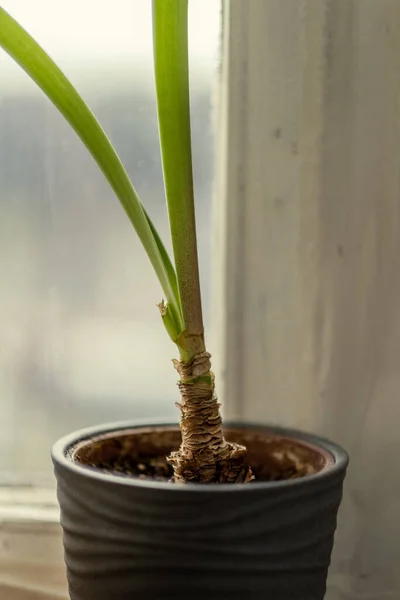 Detalhes Plantas Decorativas Crescendo Apartamento Interior Branco Janela — Fotografia de Stock