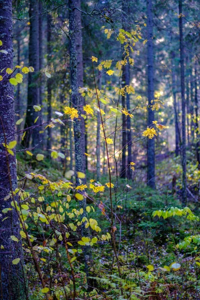 Giornata Soleggiata Umida Autunnale Nella Foresta Con Poche Foglie Sugli — Foto Stock