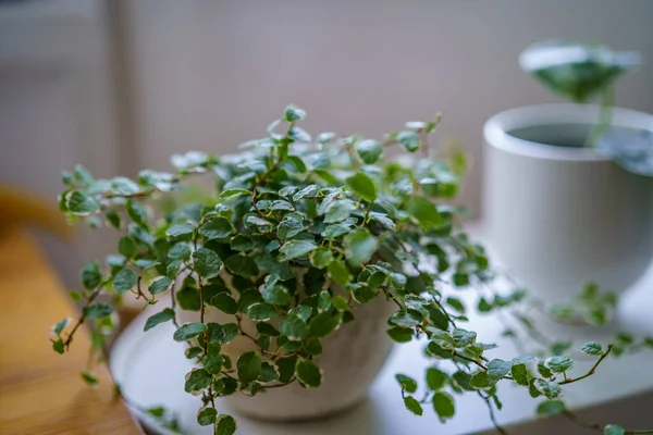 Detalhes Plantas Decorativas Crescendo Apartamento Interior Branco Janela — Fotografia de Stock