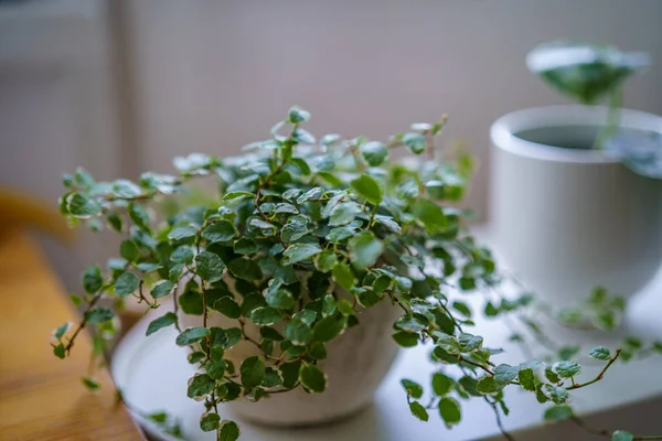 アパートで成長している装飾的な植物の詳細 窓の白い内装 — ストック写真