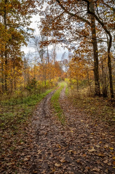 Jaune Avertir Jour Automne Dans Vieux Parc Forestier Avec Des — Photo