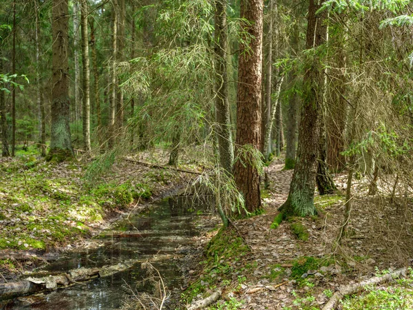 Green Summer Forest Wet Leaves Moss Covered Stones Green Foliage —  Fotos de Stock