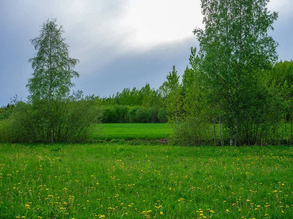 Złamane Letnie Chmury Nad Polami Łąkami Lecie Żółtymi Kwiatami Zielonymi — Zdjęcie stockowe