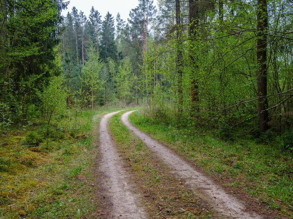 Tourism Pathway Summer Green Park Gravel Wooden Rails Trees Relaxation —  Fotos de Stock