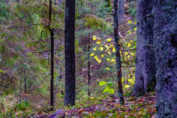 Våt Solig Höstdag Skogen Med Blad Träden Och Sol Skiner — Stockfoto