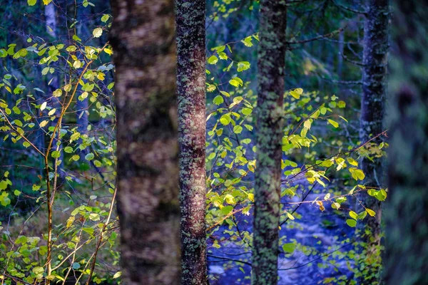 Våt Solig Höstdag Skogen Med Blad Träden Och Sol Skiner — Stockfoto