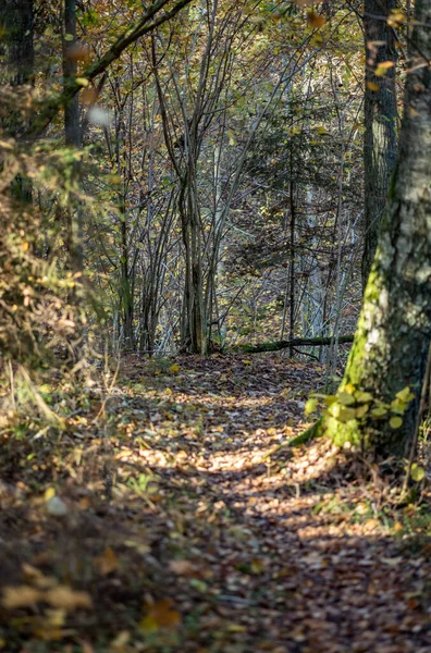 Jaune Avertir Jour Automne Dans Vieux Parc Forestier Avec Des — Photo