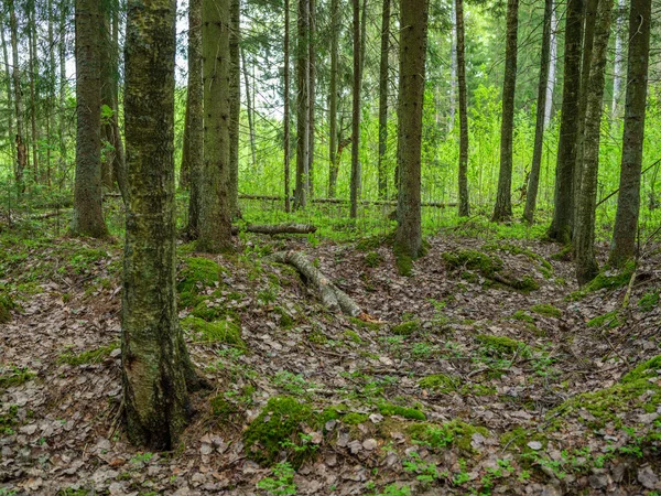 乾いた木は暗い茶色の地面で春に森の床に質感を残し — ストック写真