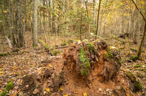 Gele Herfstdag Oud Bospark Met Gouden Bladeren Donkere Grond — Stockfoto