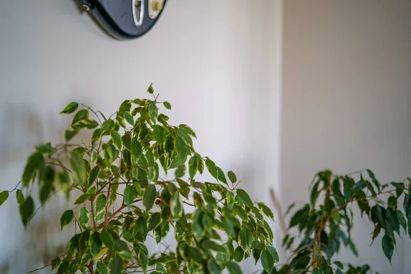 Decorative Plant Details Growing Apartment White Interior Window — Foto de Stock