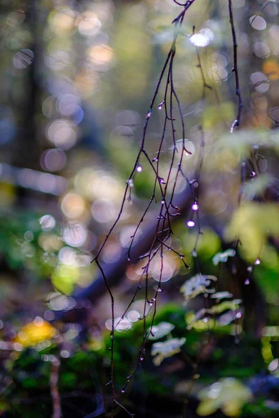 Wet Sunny Autumn Day Forest Few Leaves Trees Sun Shining —  Fotos de Stock