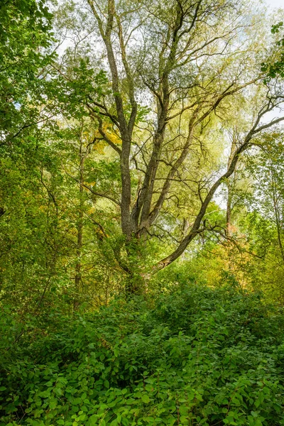 Giornata Soleggiata Umida Autunnale Nella Foresta Con Poche Foglie Sugli — Foto Stock