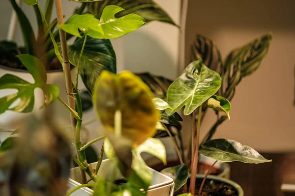 Dekorativa Växtdetaljer Växer Lägenheten Vit Interiör Fönstret — Stockfoto
