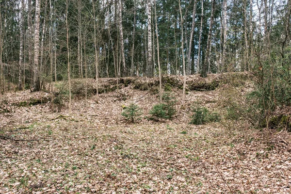 乾いた木は暗い茶色の地面で春に森の床に質感を残し — ストック写真