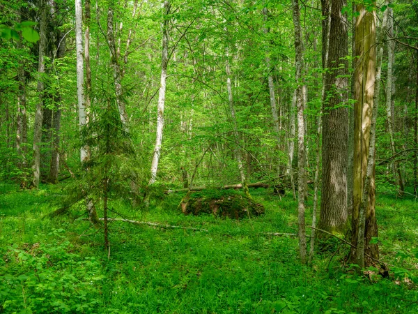 Zöld Nyári Erdő Nedves Levelekkel Mohával Borított Kövekkel Zöld Lombozattal — Stock Fotó