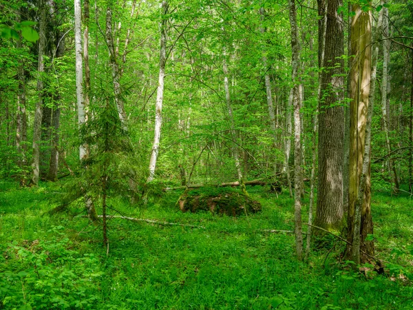 Green Summer Forest Wet Leaves Moss Covered Stones Green Foliage — 图库照片