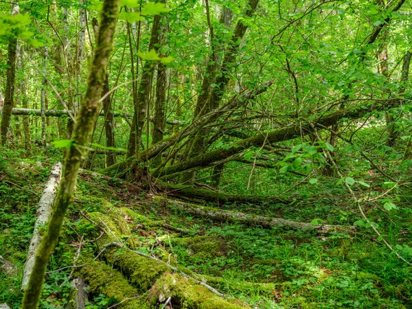 Floresta Verão Verde Com Folhas Molhadas Musgo Pedras Cobertas Com — Fotografia de Stock