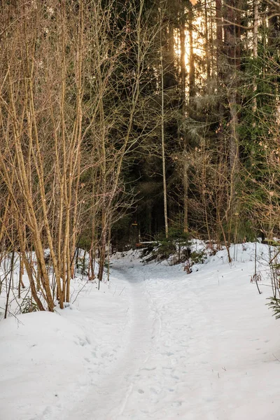 Заснеженные Поля Зимой Возле Леса Темно Снежный Эмбиент — стоковое фото