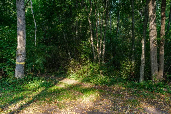 Wet Sunny Autumn Day Forest Few Leaves Trees Sun Shining — 图库照片