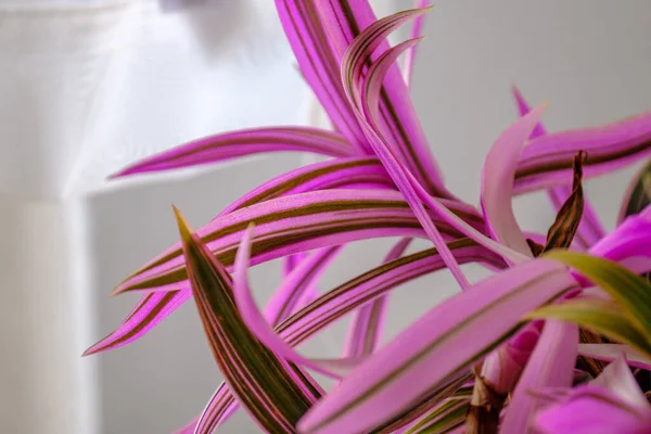 Decorative Plant Details Growing Apartment White Interior Window — 图库照片