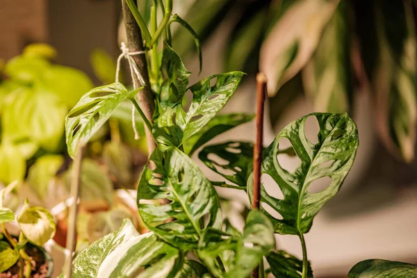 Decorative Plant Details Growing Apartment White Interior Window — Stock Photo, Image